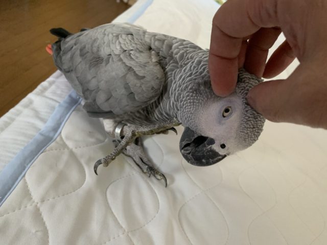 買って良かったもの_ペット